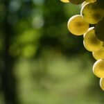 VAN ROMA: 49 produttori, oltre 200 VINI ARTIGIANALI NATURALI in degustazione.